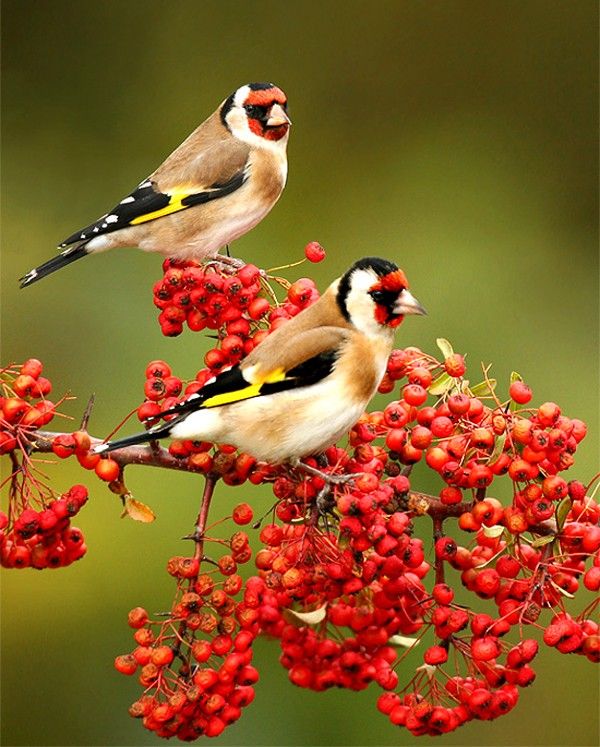 beautiful bird pictures | Beautiful Birds41 Beautiful birds that looked ...