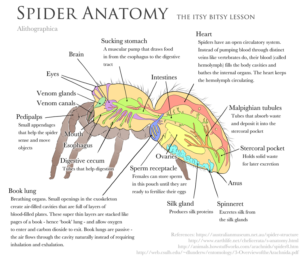 Spider Anatomy Diagram