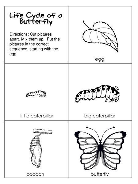 Pin on Preschool Science Activities