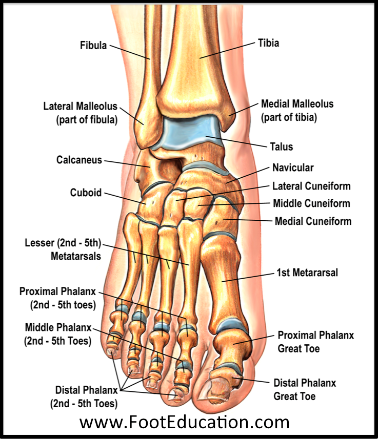 Anatomy of the Foot and Ankle | OrthoPaedia Human Body Anatomy, Human ...