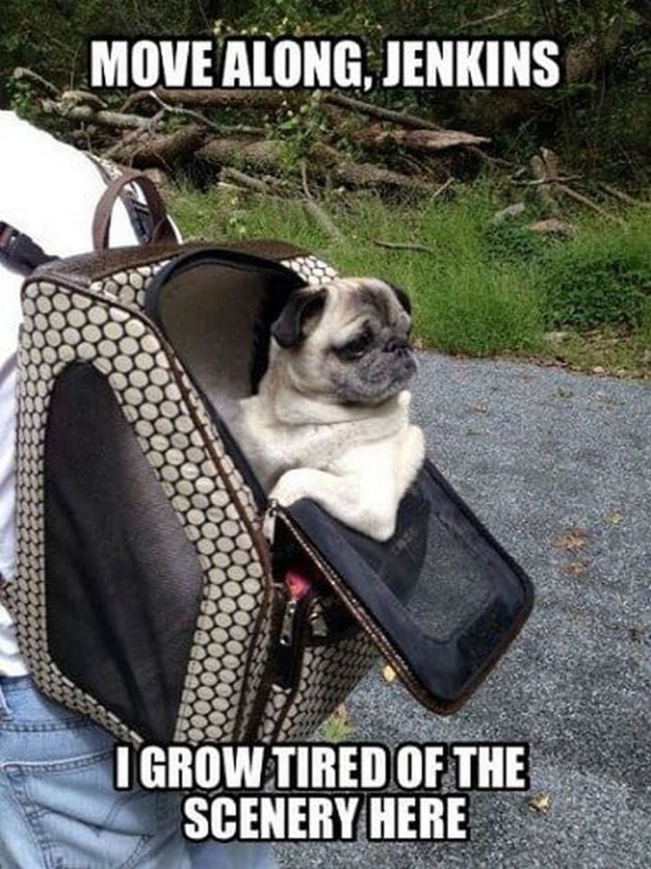 101 Lovable Pug Memes That Are Too Puggin' Cute | Pug memes, Funny dog ...