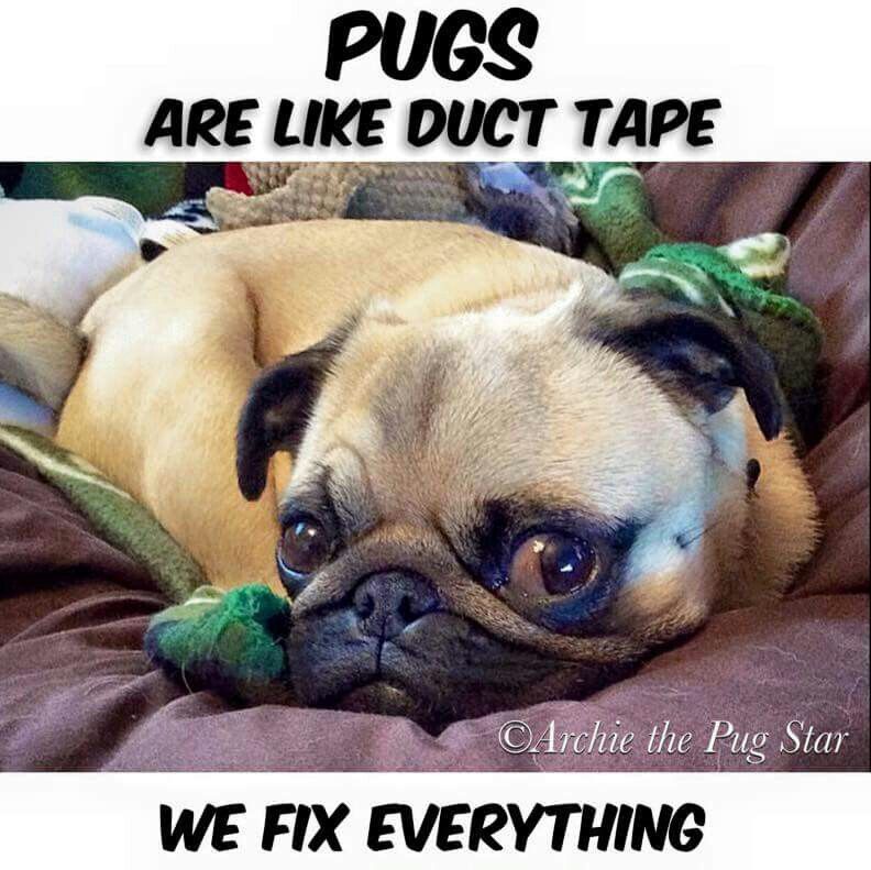 Pin on puggy love