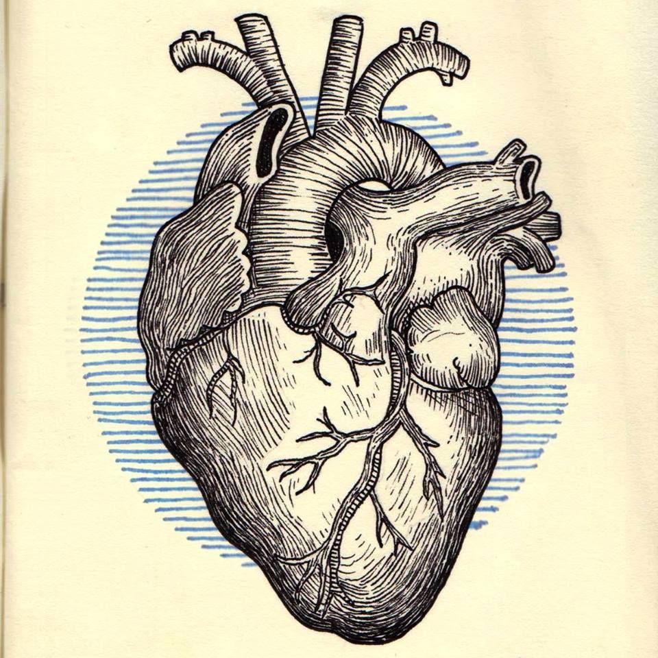 human heart drawing reference - Sunny Blanton