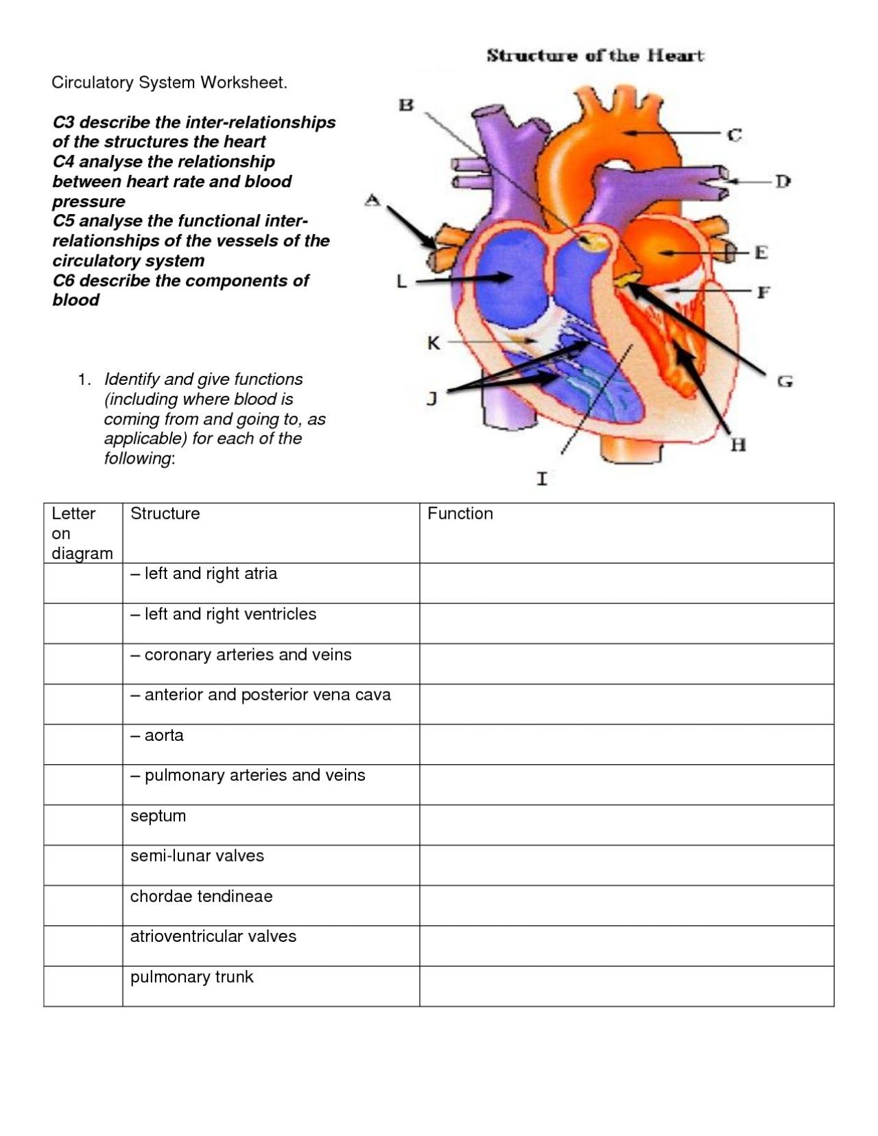 Circulatory System 6th Grade