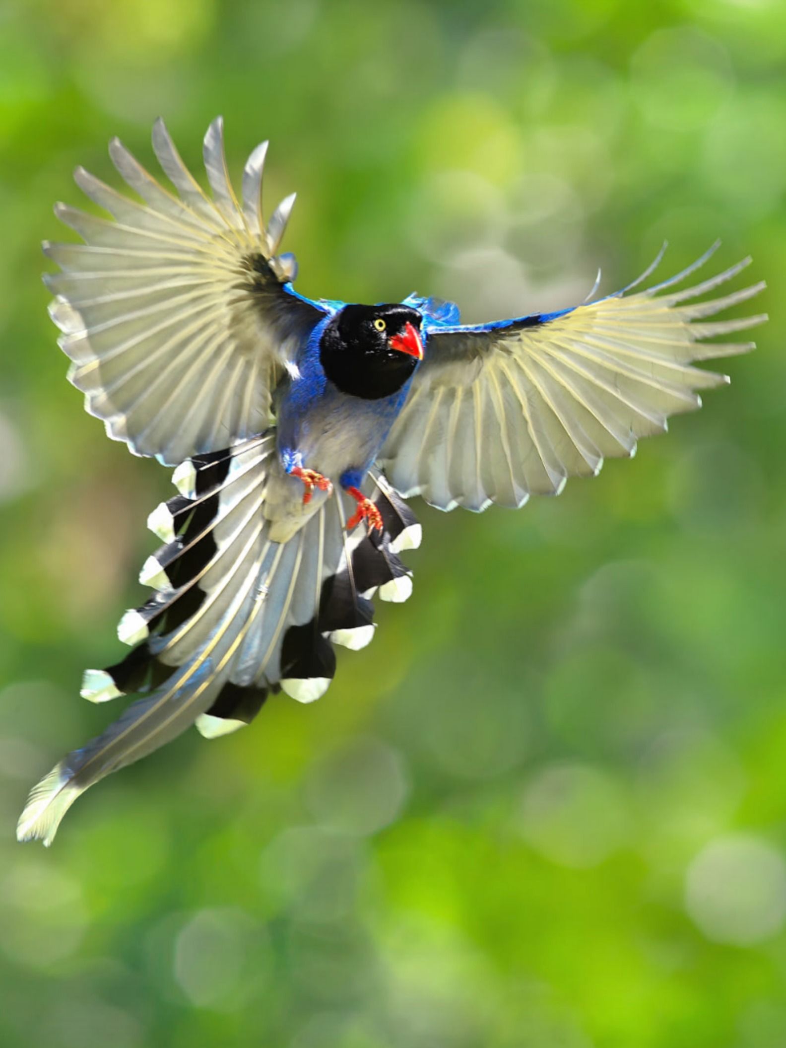 Flying Solo by Sue Hsu #bird #flight #wings #wildlife #wildlife #nature ...