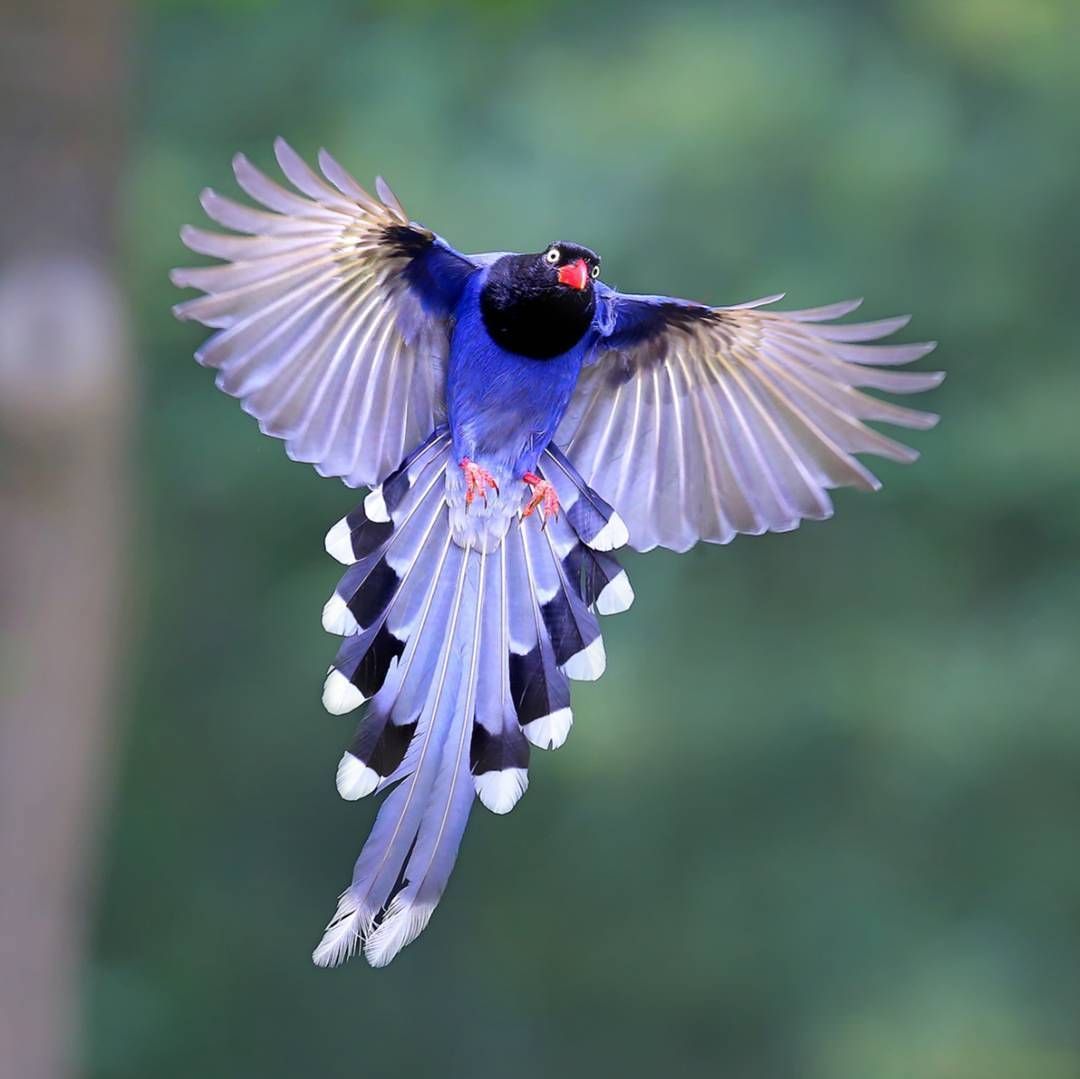 Found on Bing from pajaritosbirds.blogspot.com | 野鳥, 生き物, 新奇