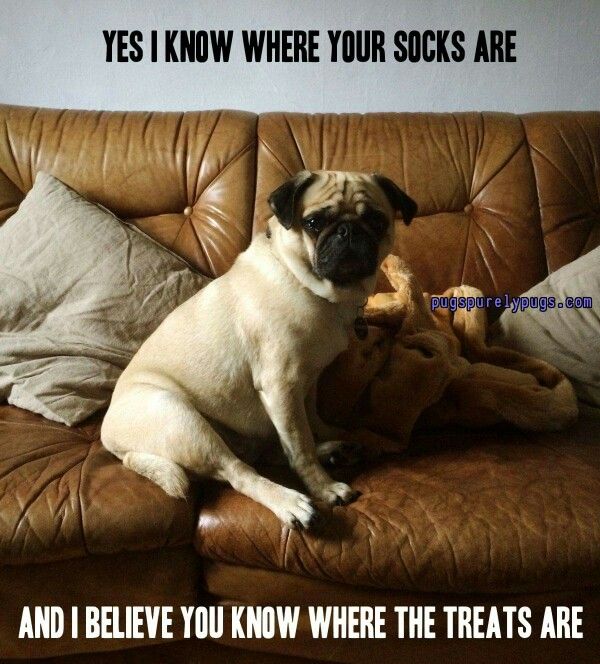 Treats are a Pugs BEST friend | Pugs, Animals friends, Best friends