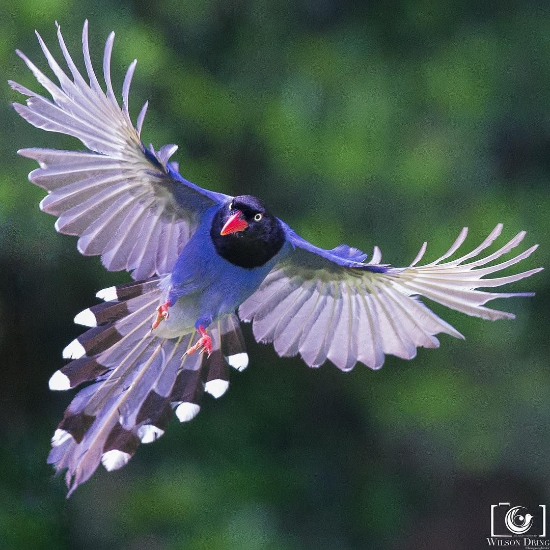 @hongkongbirder . Taiwan Blue Magpie Congratulations and thank you for ...