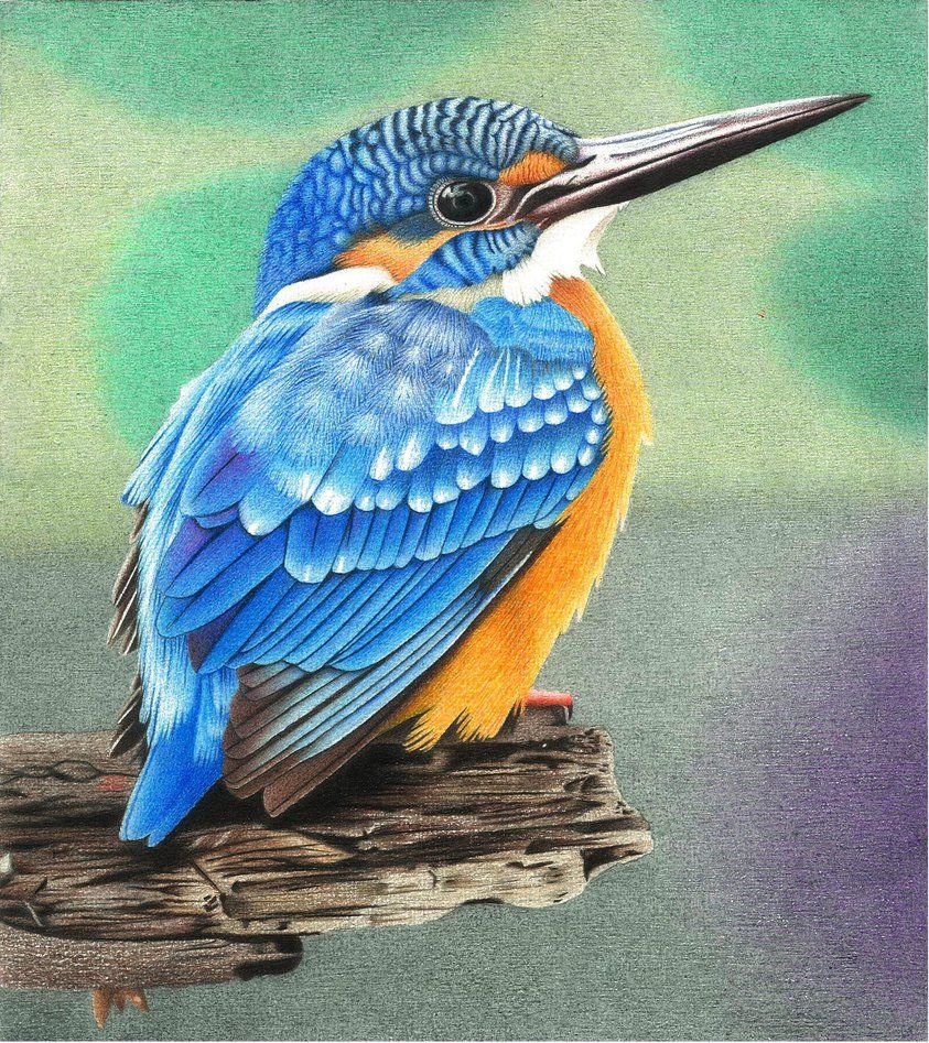 Kingfisher colored pencil drawing by AlienOffspring on DeviantArt ...