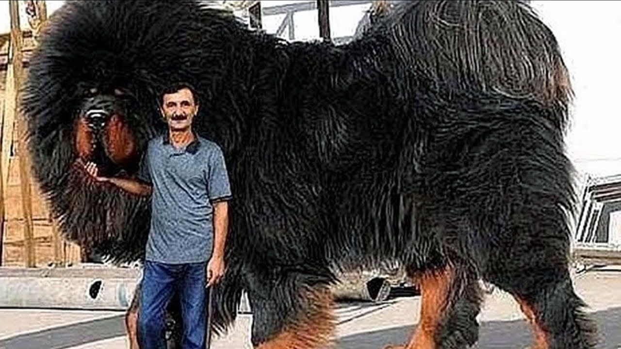 Top 10 Biggest Dog Breeds In The World Enormous Dog Breeds In 2021 - Photos