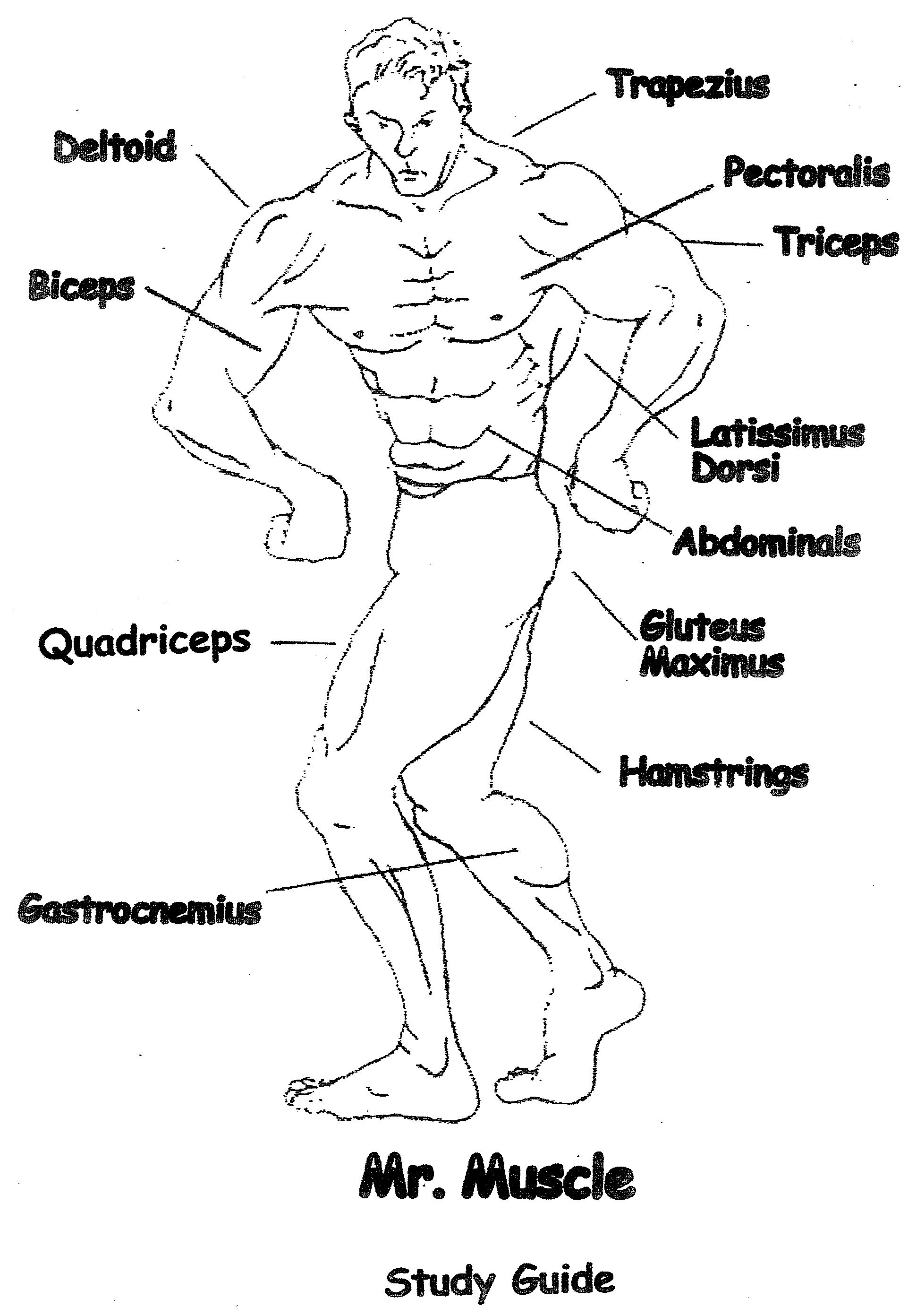 Muscles Of The Human Body Worksheet