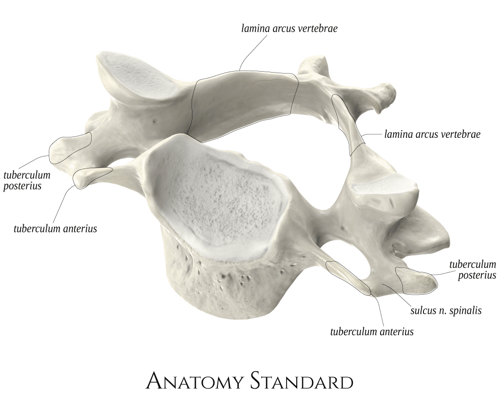 Cervical vertebra 3 (C3). Oblique view | Vertebrae, Vertebral artery ...