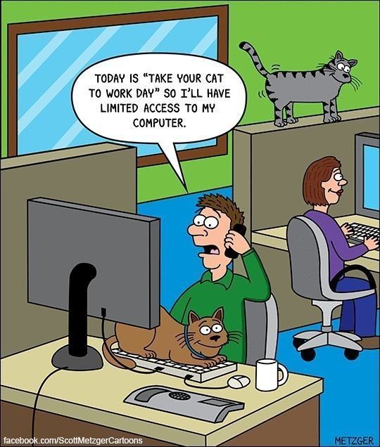 Take Your Cat To Work Day