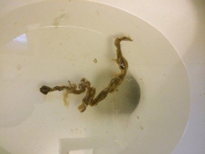 Rope Worm Elimination Protocols - Rope Worms - What are They ...