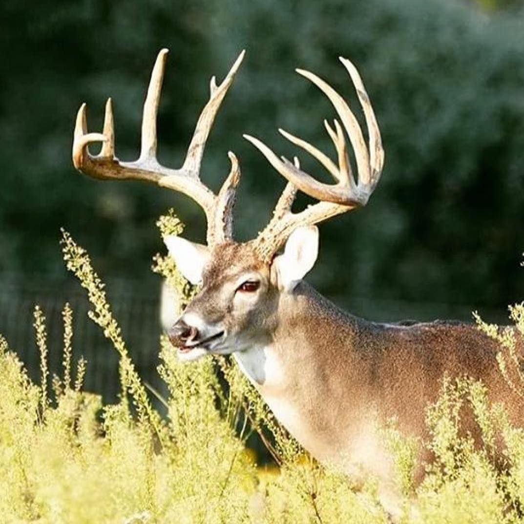 When Does Bow Season Start In Texas For Whitetail Deer - Vwusx Stock Price