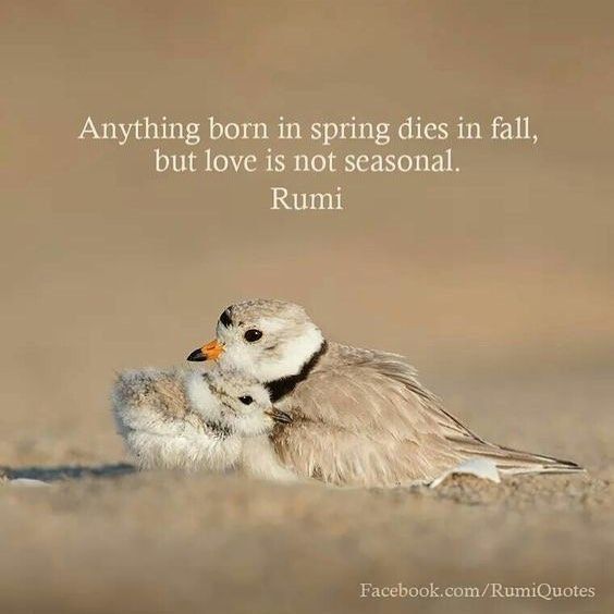 English quotes in 2020 Rumi quotes, Rumi love, Rumi love