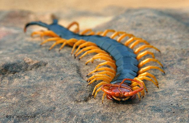 Not A Cat Centipede, Beautiful bugs, Cool insects