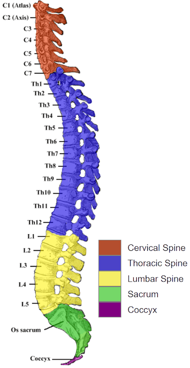 Human Spine and Spinal Cord C1 to S5 Vertebra | Spinal cord anatomy ...