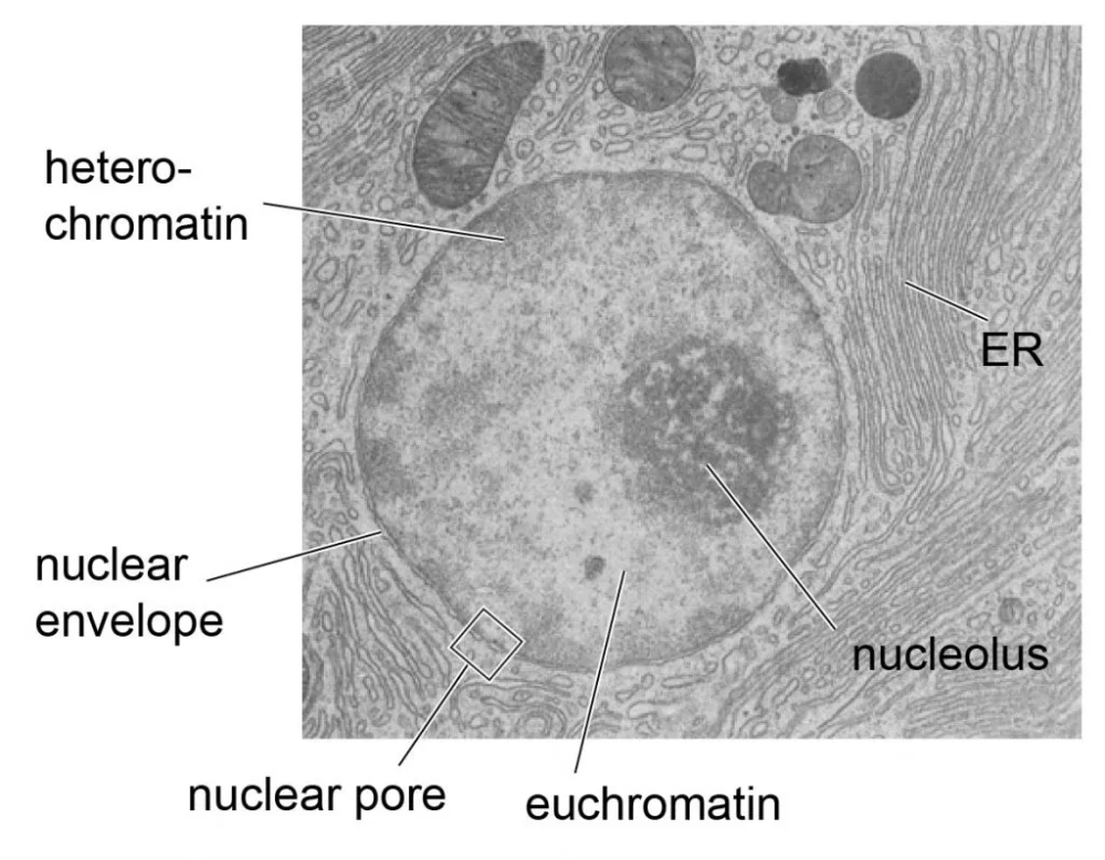 Cell Nucleus - function, structure, and under a microscope - Rs ...