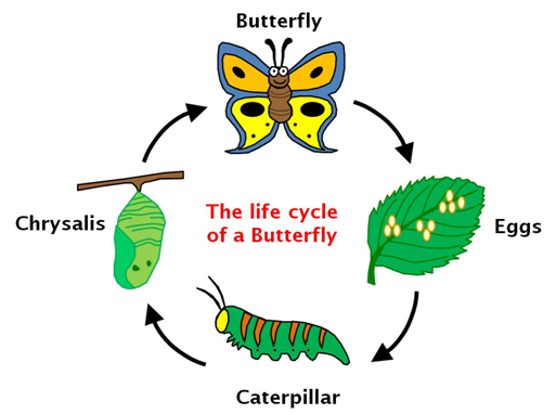 Nanotechnology inspired by the study of butterfly wings (Biomimicry ...