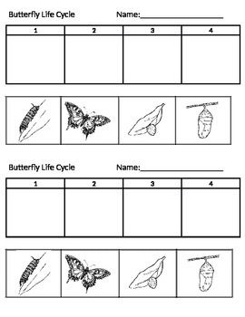 Butterfly Life Cycle | Butterfly life cycle, Life cycles, Sequencing ...