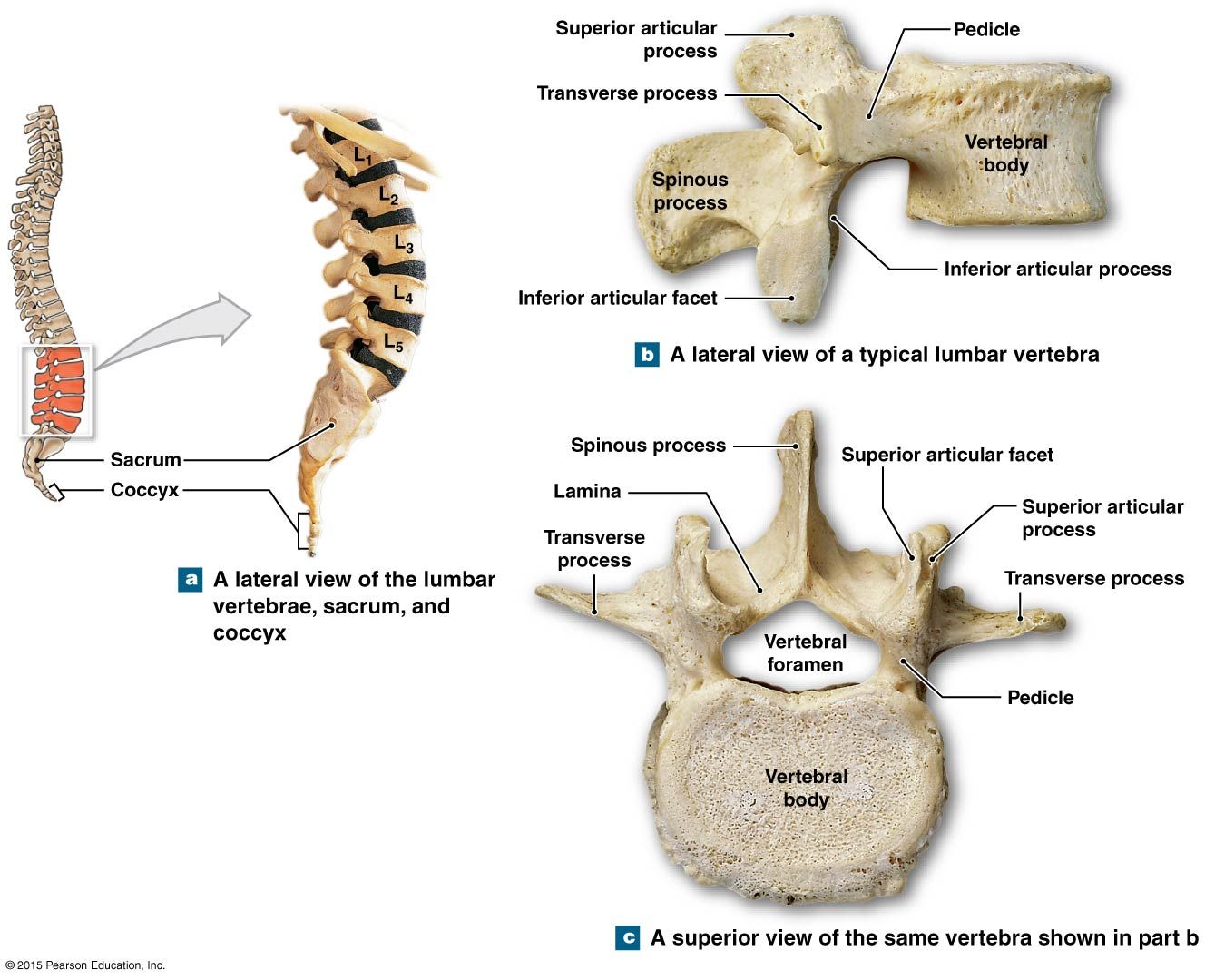 Lumbar Spine Anatomy Diagram