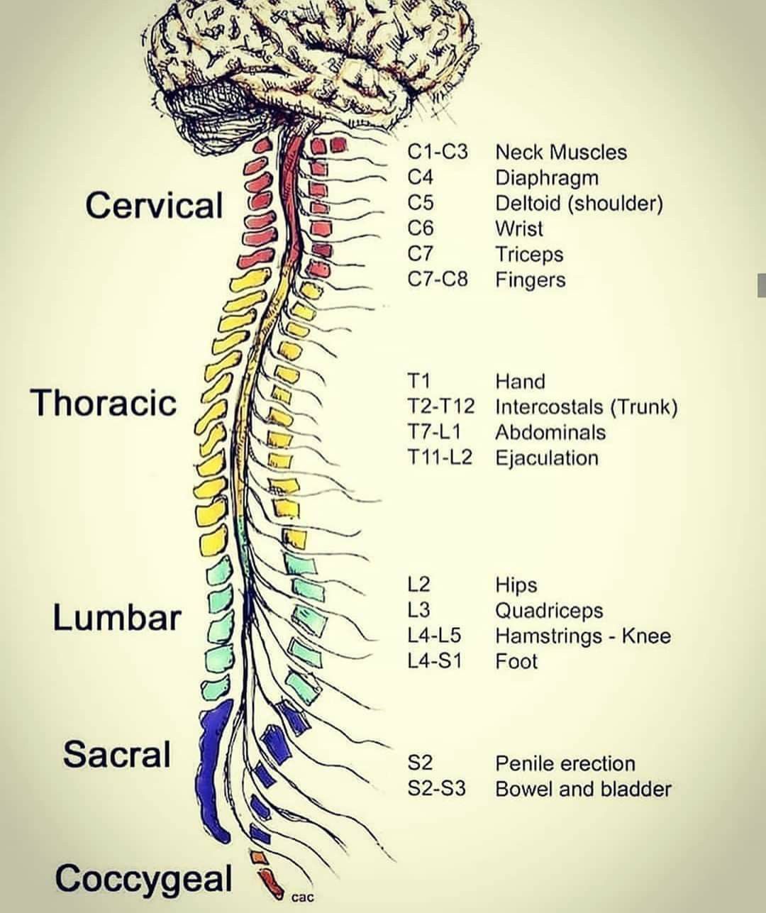 Spinal Cord Anatomy Structure Function Diagram | Sexiz Pix