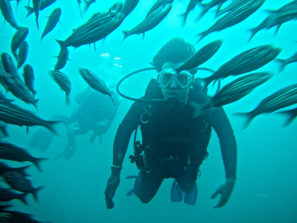 Diving the Galápagos Islands Galapagos Islands, Sea Lion, Travel ...