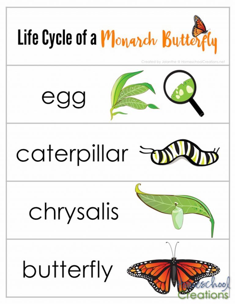 Printable Butterfly Life Cycle