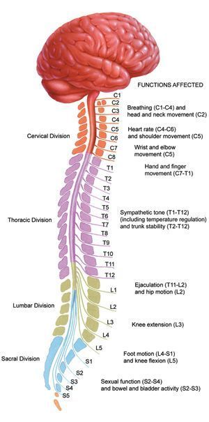 Brain And Spinal Cord Diagram - Health, Medicine and Anatomy Reference ...