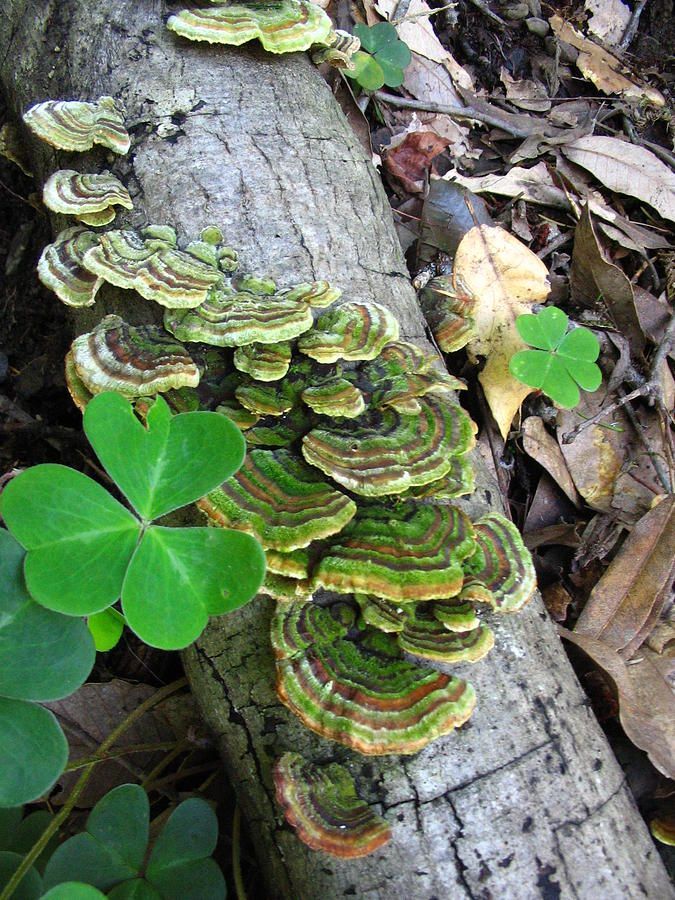 Turkey Tail Fungus by Amanda Malachesky