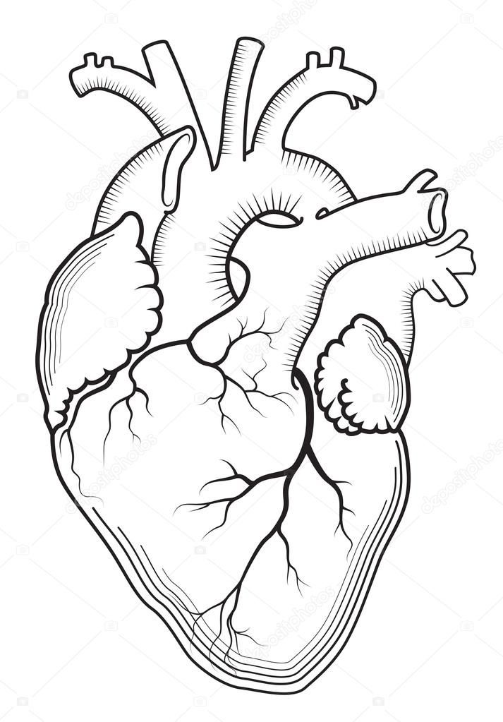 Descargue el vector de stock Heart. The internal human organ ...