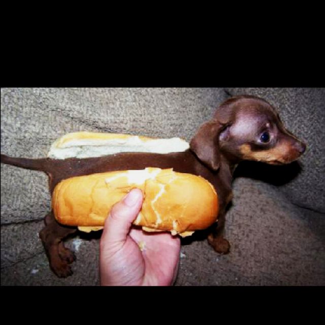 Top 94+ Pictures Show Me A Picture Of A Wiener Latest