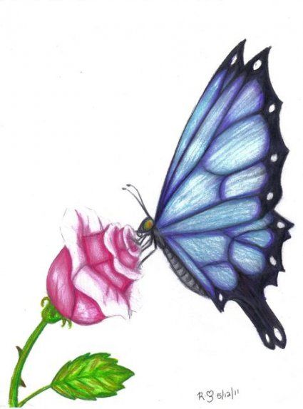  Drawing Pencil Butterfly 31 Ideas Colorful drawings Butterfly 