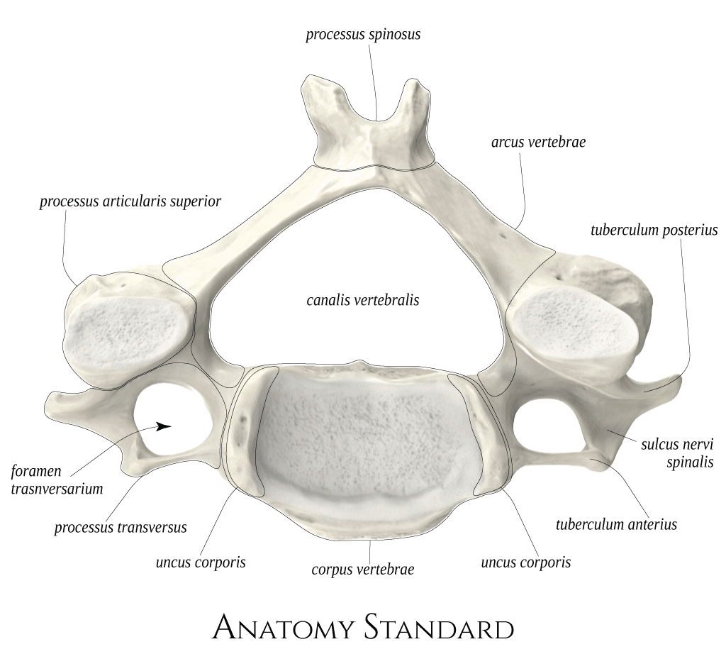 Vertebral Artery, Carotid Artery, Biology Diagrams, Spinal Canal ...