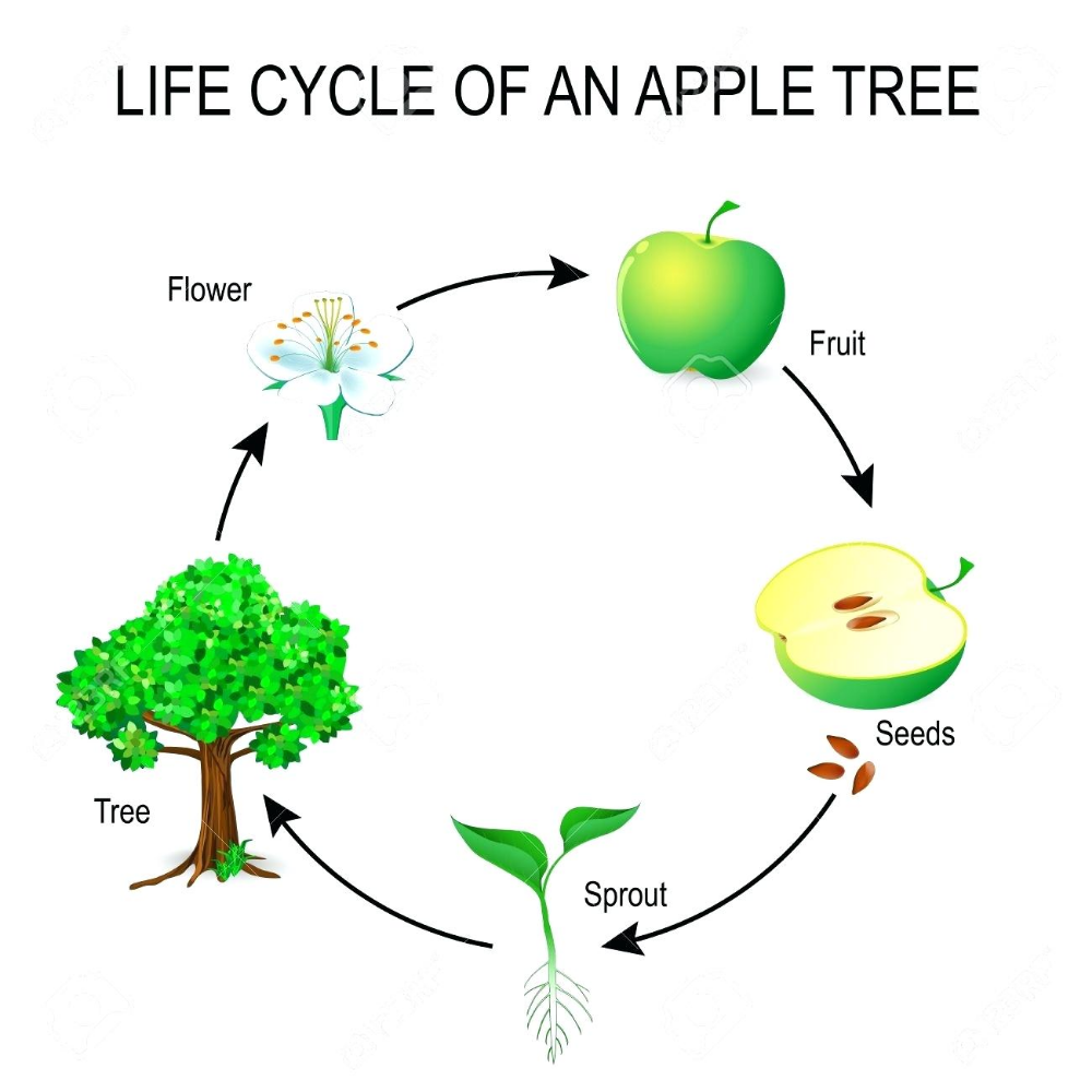 Free Printable Apple Life Cycle Printable