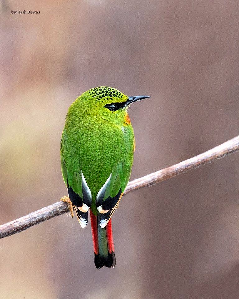 Pretty Birds, Love Birds, Beautiful Birds, Animals Beautiful, Beautiful ...