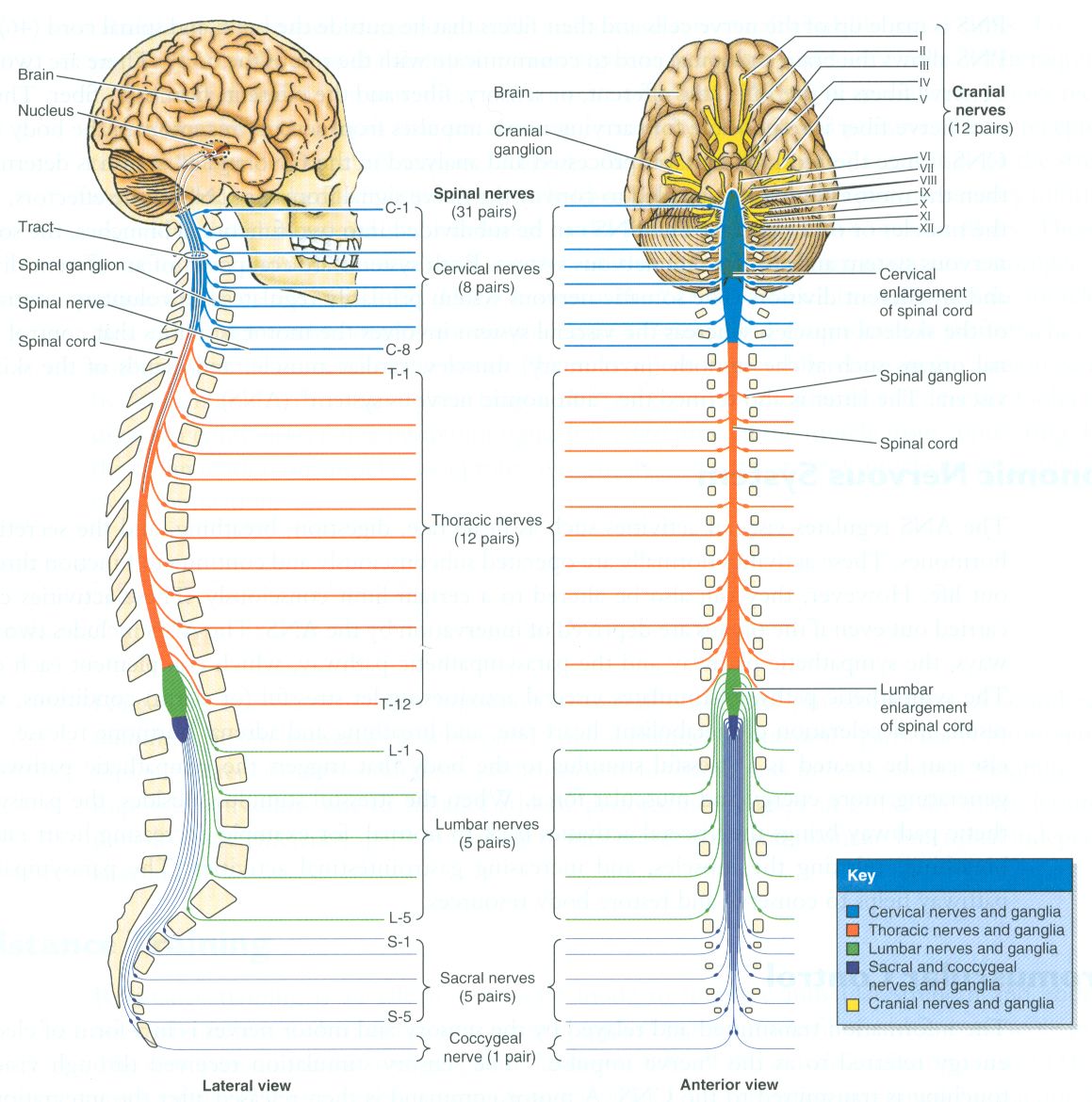 Central Nervous System (CNS) | Nervous system, Nervous system anatomy ...