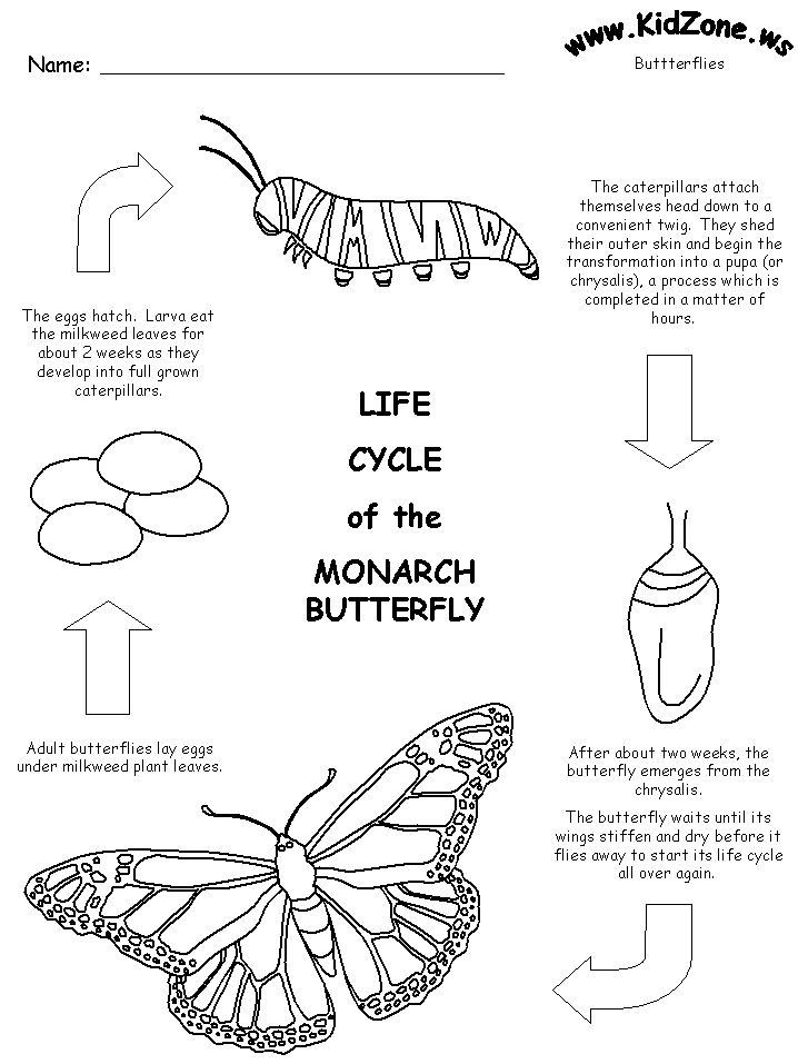 Monarch butterfly Life Cycle Coloring Page - youngandtae.com ...