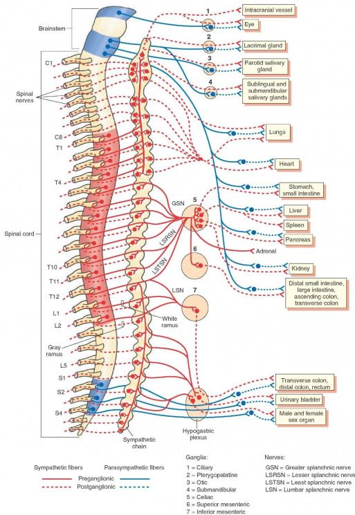 Nerve Innervation Of The Thoracic Spine The Autonomic Nervous System ...