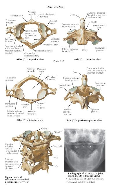 ANATOMY OF CRANIOCERVICAL JUNCTION BONY ANATOMY The craniocervical ...