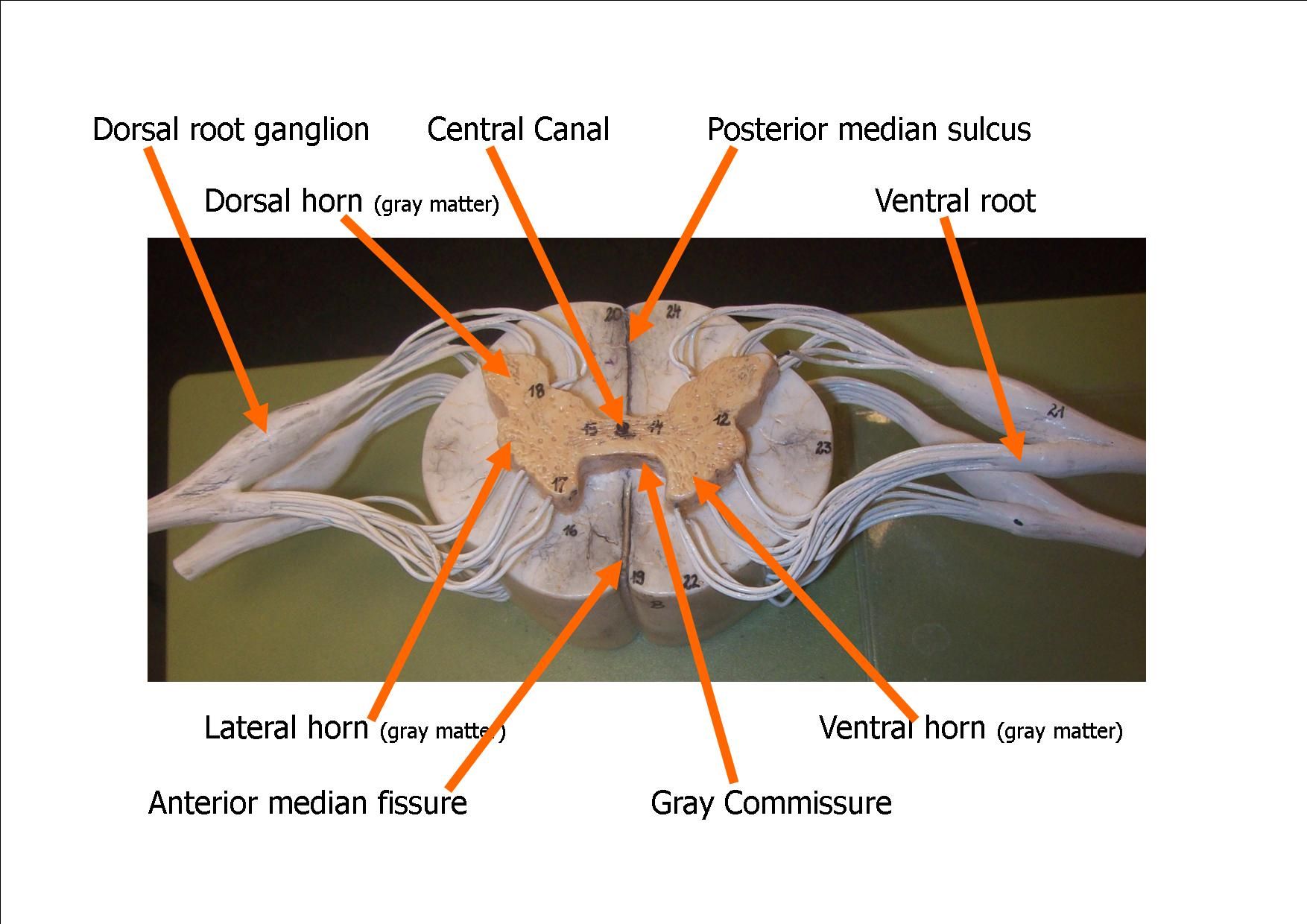 Spinal Cord Model Bing Images Biology Pinterest Models Spinal | Hot Sex ...