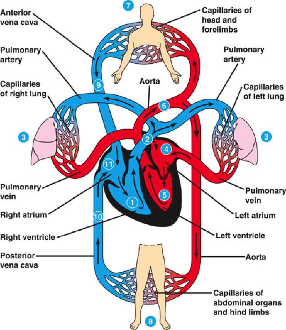 Image result for chart of how blood flows through heart | Human ...