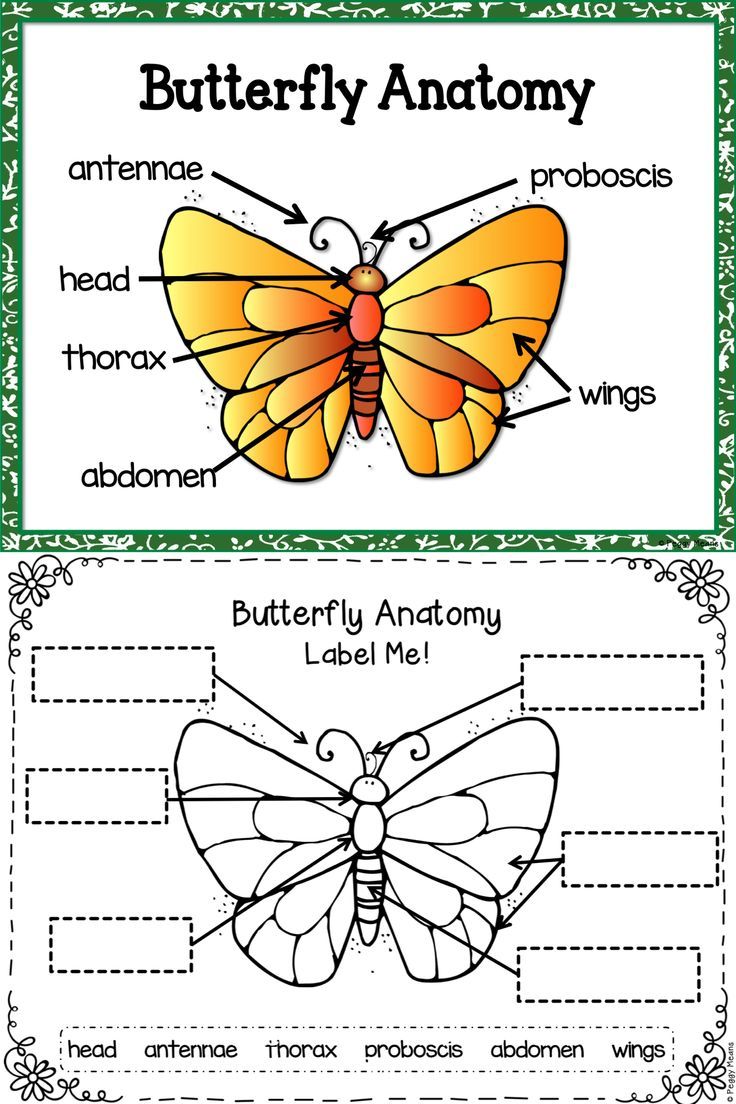 This life cycle of the butterfly goes along wonderfully with your ...