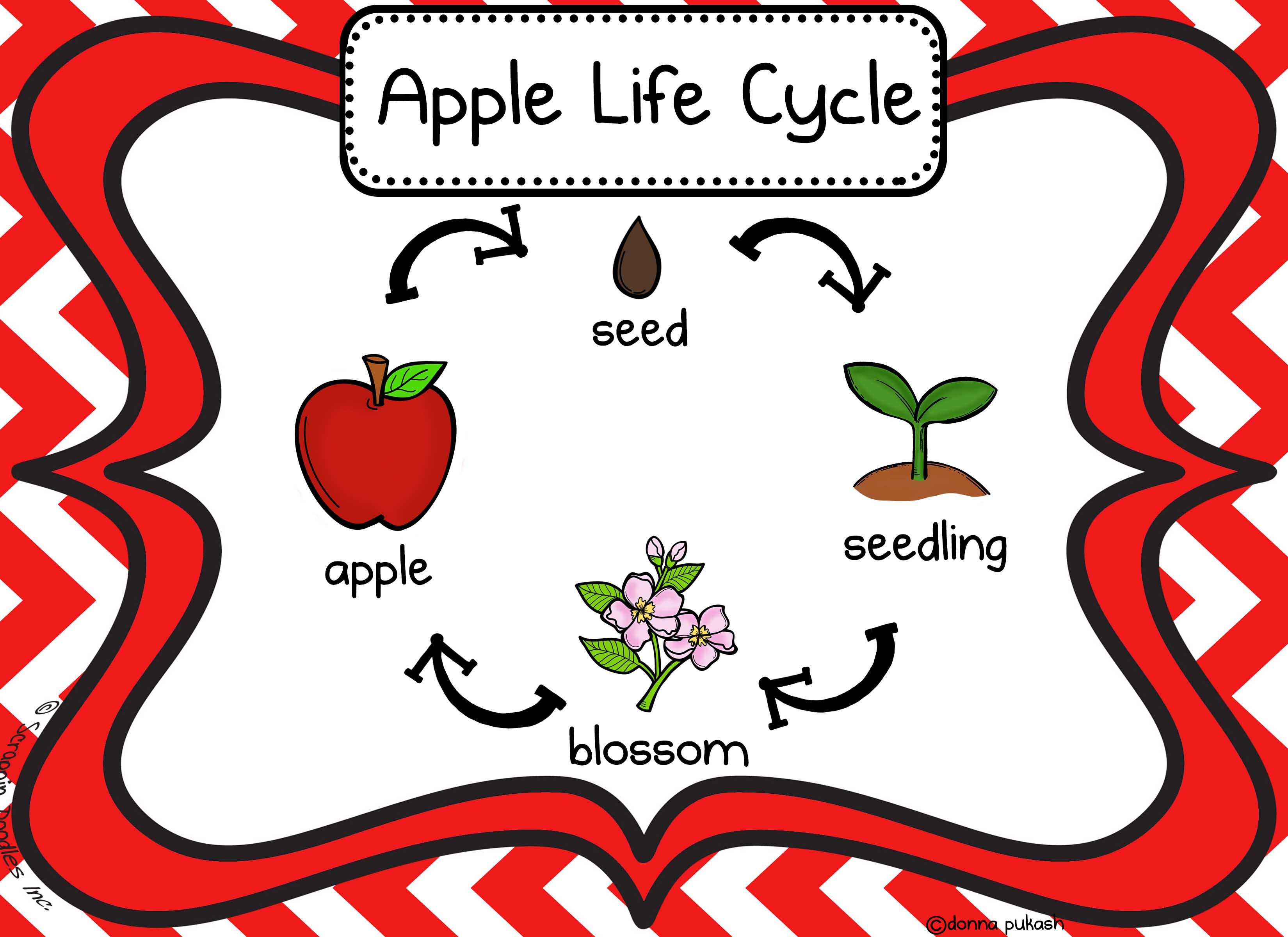 Printable Apple Life Cycle Printable