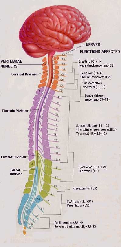 4 Divisions of the Spinal Cord | Repinned by @michaelgleiber Nursing ...