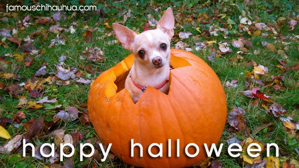 chihuahua halloween | Chihuahuas in Halloween Costumes at Famous ...