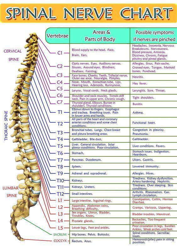 Spinal Nerves Function Chart