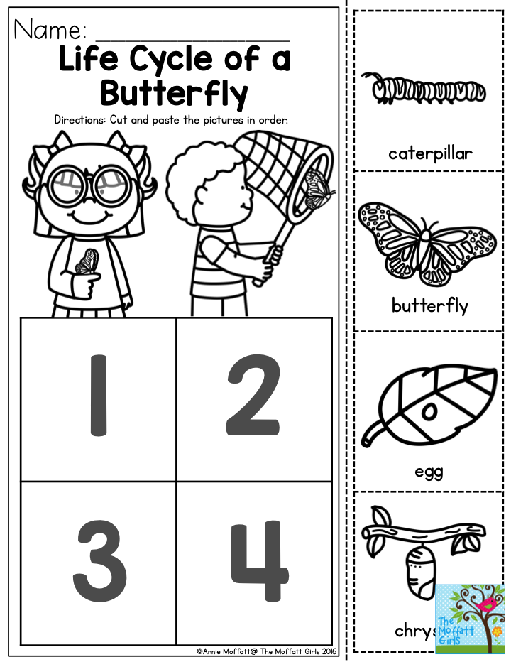 Butterfly Life Cycle Activities For Kids