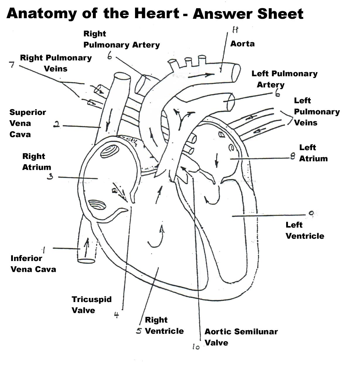 Heart Anatomy Printable